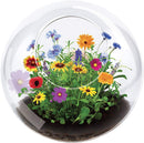 Wildflower Blooms