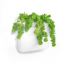 Perch Magnetic Wall Storage System